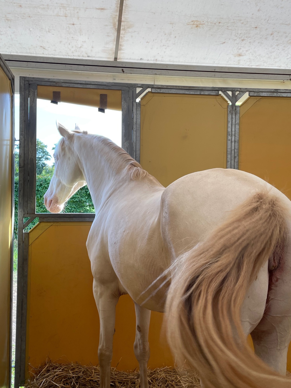 Les Ecuries du Rosey au championnat de France à Lamotte !